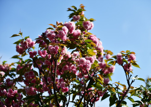 樱花 樱桃花 红花 花瓣 花