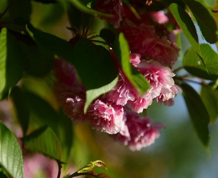 樱花 樱桃花 红花