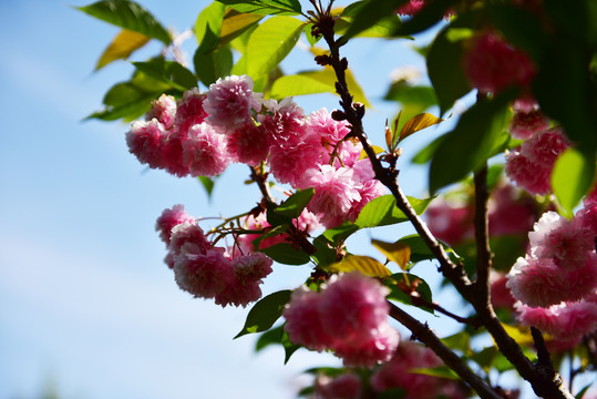 樱花 樱桃花 红花 花瓣 花