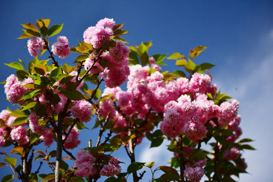 樱花 樱桃花 红花 花瓣 花