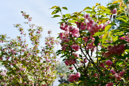 樱花 樱桃花 红花 花瓣 花