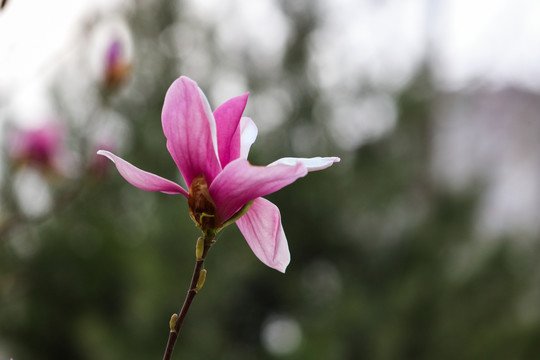 玉兰花 紫色玉兰花