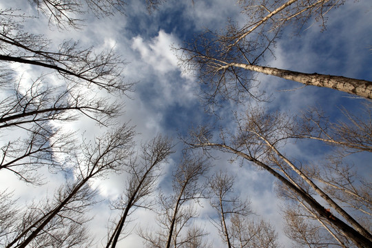 天空 云 树 树枝