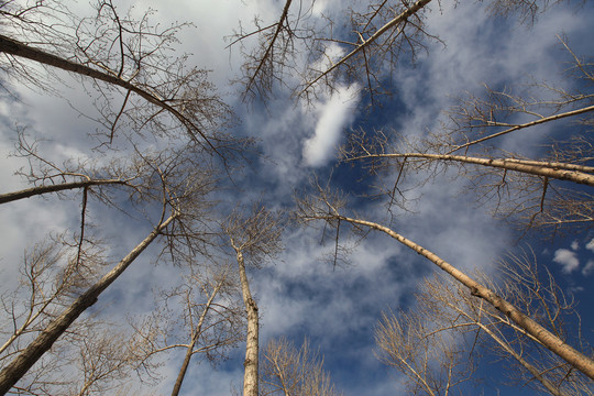天空 云 树 树枝 仰视 蓝天