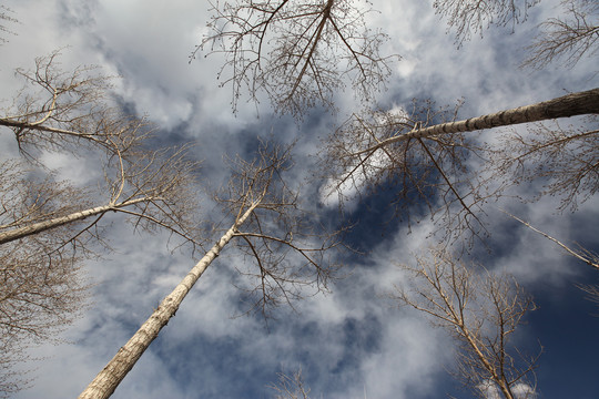 天空 云 树 树枝 仰视