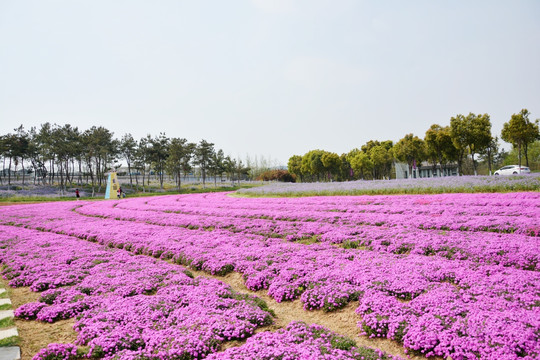 花海