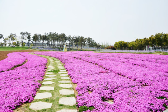 花间小路