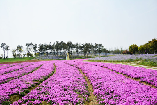 红色花海