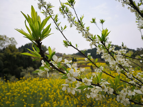 李子花