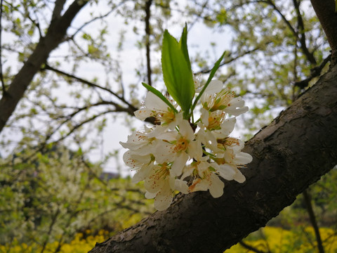 李子花