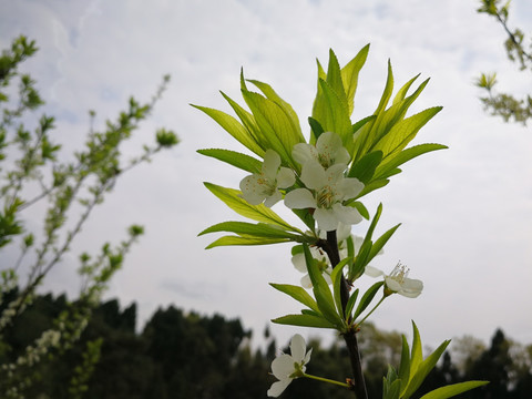 李子花