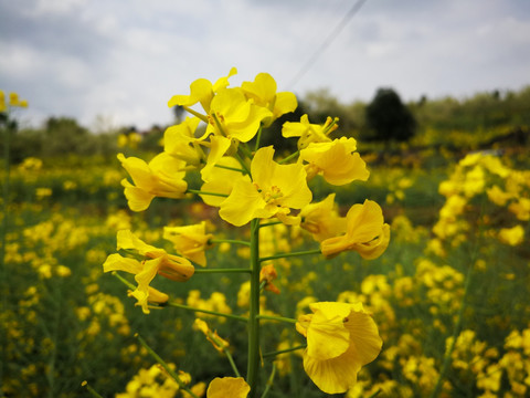 油菜花