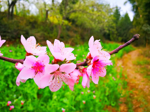 桃花