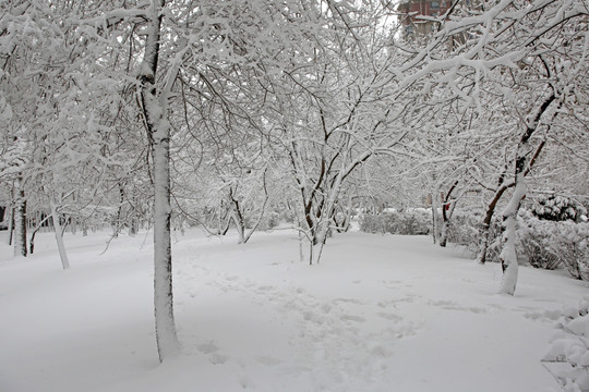 公园 树林 雪景 冰雪