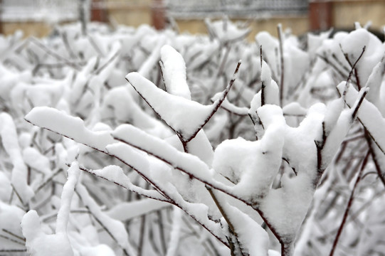 冰雪 树林 白雪 枝头