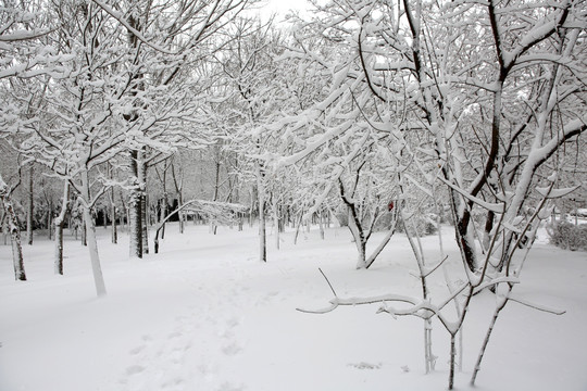 冰雪 树林 雾凇 树挂