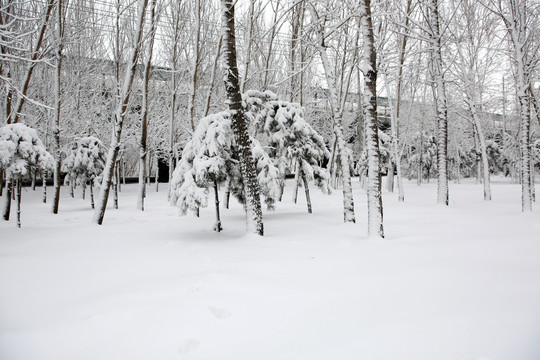 冰雪 树林 雪景