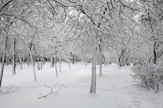 冰雪 树林 雾凇 树挂