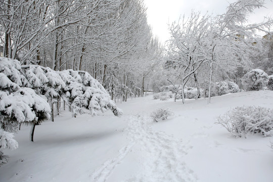 冰雪 树林 雾凇 树挂