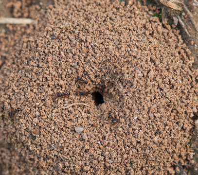 蚂蚁穴