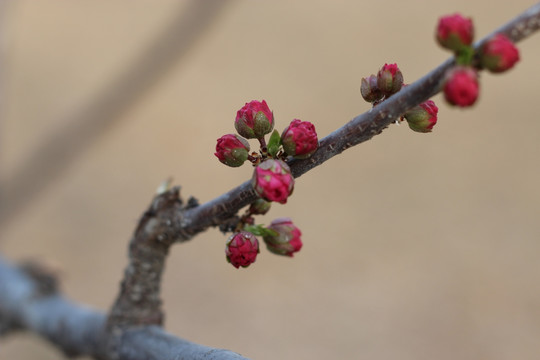 梅花