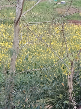 油菜花