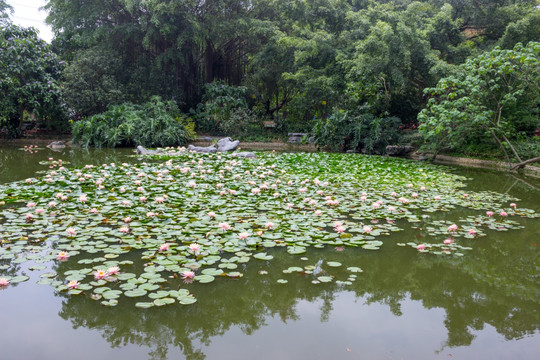 莲花池景观