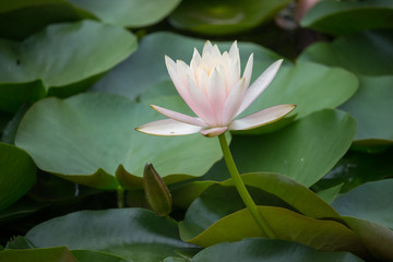 美丽睡莲花