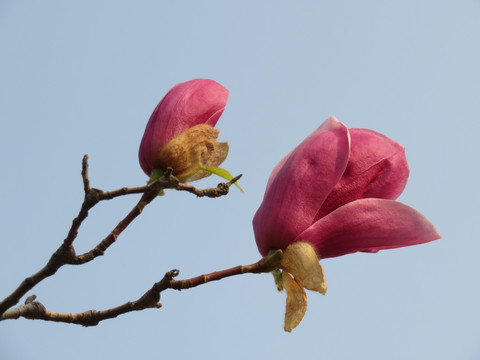 玉兰花