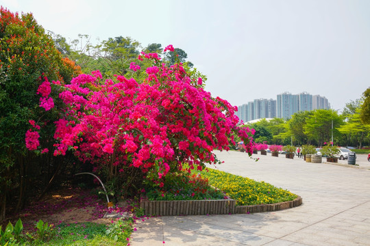 森林公园 植物园