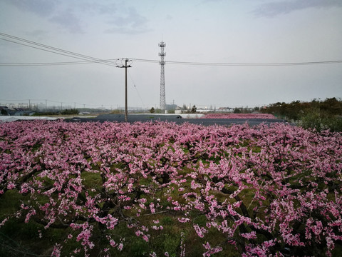 桃林花开