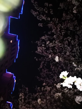 樱花季