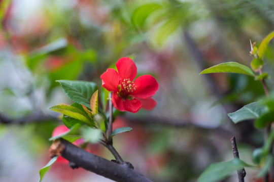 海棠花 （4）