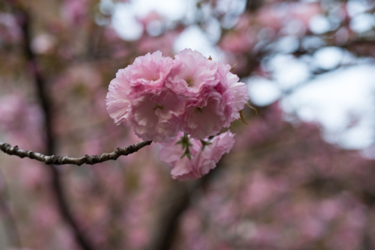 海棠花 （11）