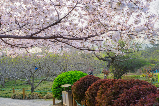 济南泉城公园的樱花树 （9）