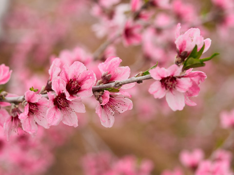 桃花