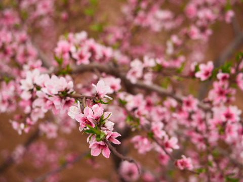 桃花