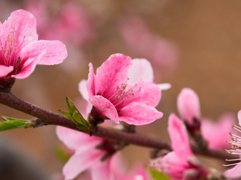 桃花