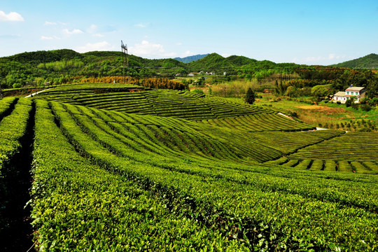 茶叶 嫩芽 茶叶嫩芽 茶园 茶