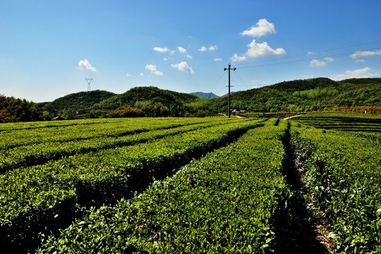 茶叶 嫩芽 茶叶嫩芽 茶园 茶