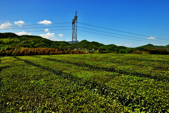 茶叶 嫩芽 茶叶嫩芽 茶园 茶