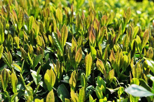 茶叶 嫩芽 茶叶嫩芽