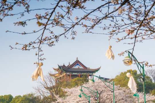 初春樱花园