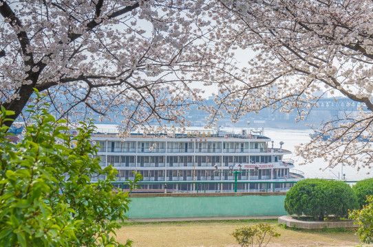初春樱花园
