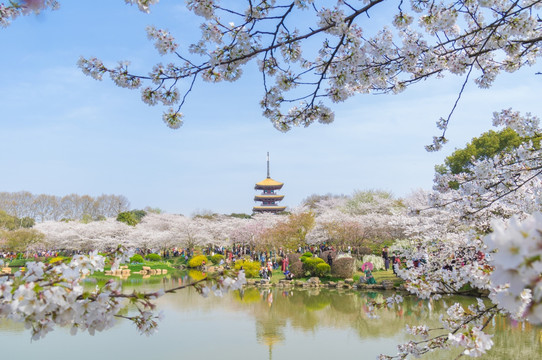 初春樱花园