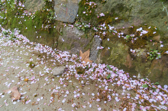 初春樱花园