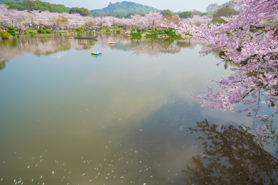 初春樱花园