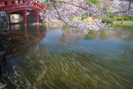 初春樱花园