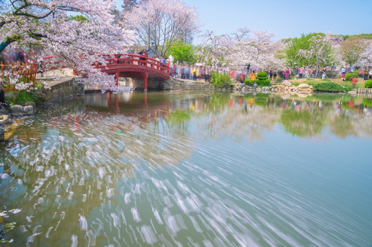 初春樱花园