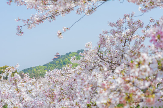 初春樱花园